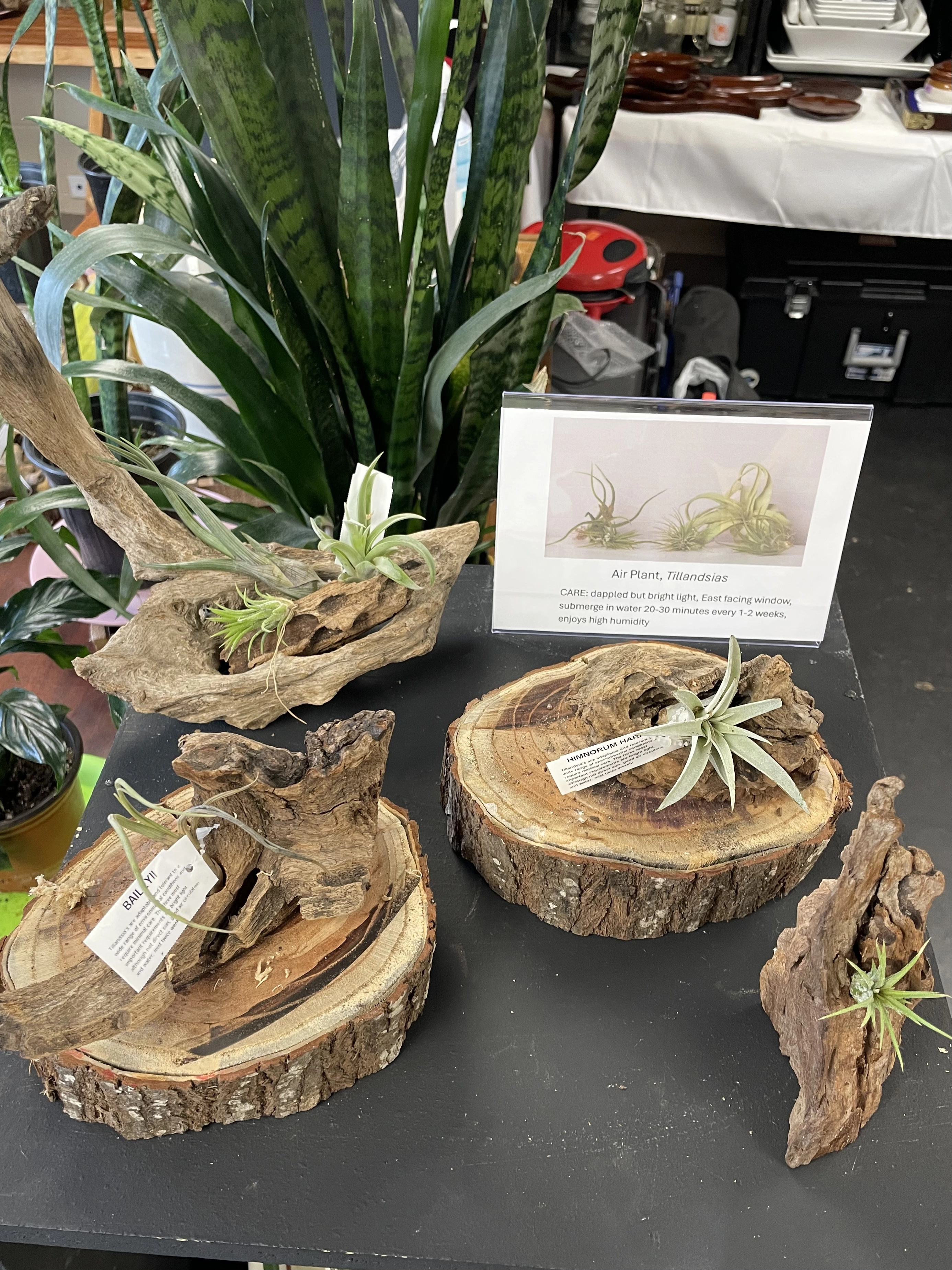 Air Plants