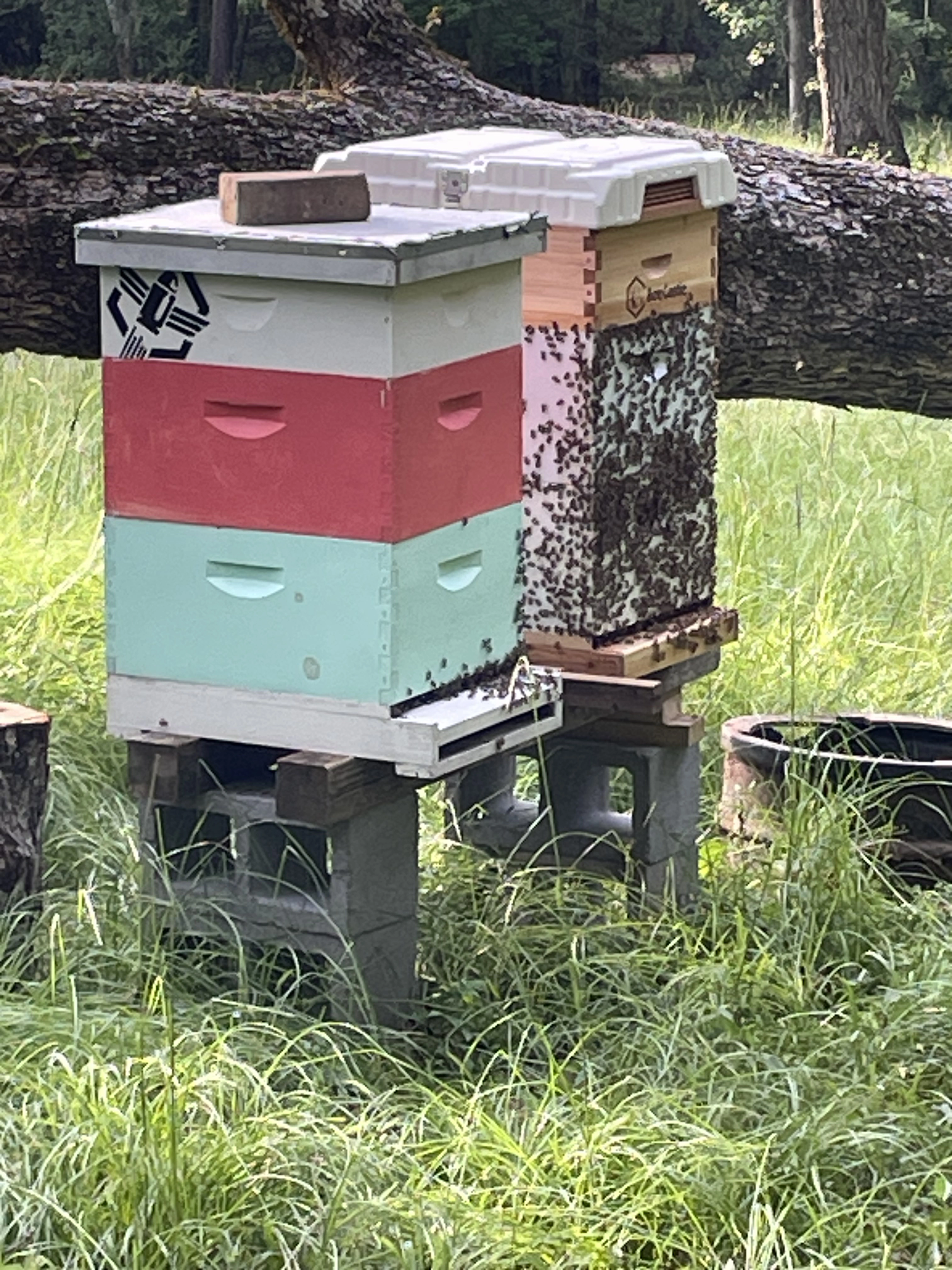 From The Apiary - Pure Honey