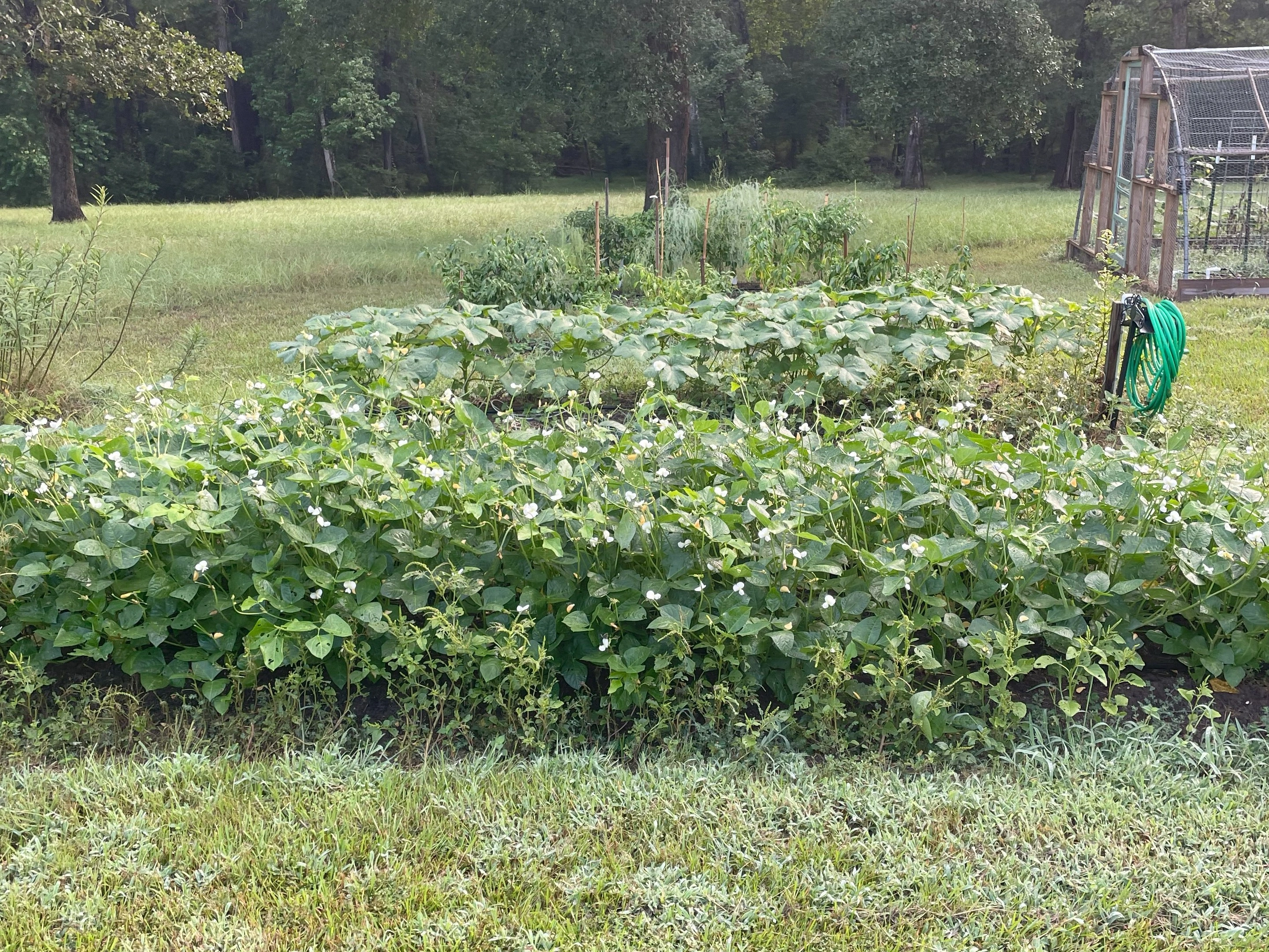 From The Garden - Fresh Produce